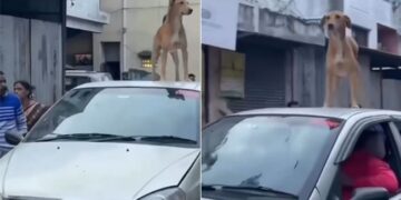 Dog Enjoys Ride On Roof Of Car: Dog Is Seen Standing On Roof Of Car And Enjoying Ride