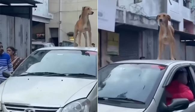 Dog Enjoys Ride On Roof Of Car: Dog Is Seen Standing On Roof Of Car And Enjoying Ride