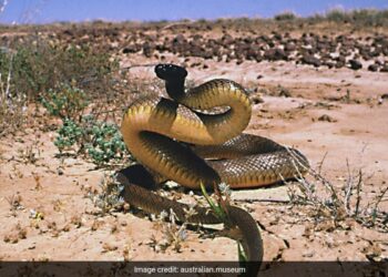 Inland Taipan Is The World Most Venomous Snake Single Bite Can Kill More Than 100 People