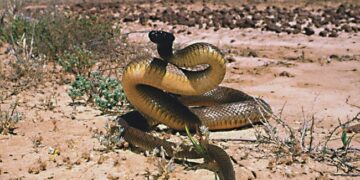 Inland Taipan Is The World Most Venomous Snake Single Bite Can Kill More Than 100 People