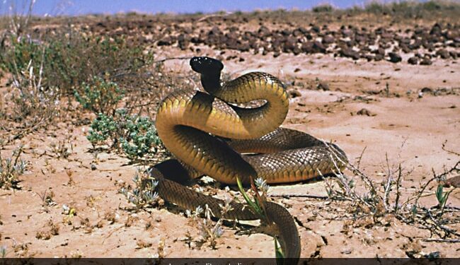 Inland Taipan Is The World Most Venomous Snake Single Bite Can Kill More Than 100 People