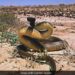 Inland Taipan Is The World Most Venomous Snake Single Bite Can Kill More Than 100 People