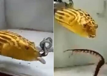 Pufferfish Eats Snake, Scorpion And Centipede | Deadly Fish In Water Tank Eat Snake And Scorpio