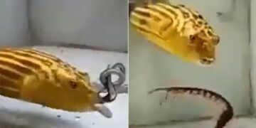 Pufferfish Eats Snake, Scorpion And Centipede | Deadly Fish In Water Tank Eat Snake And Scorpio