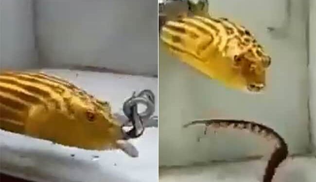 Pufferfish Eats Snake, Scorpion And Centipede | Deadly Fish In Water Tank Eat Snake And Scorpio