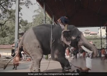 Elephant Attacks Mahout Lifted And Slapped Him During Wedding Photoshoot In Kerala See Viral Video