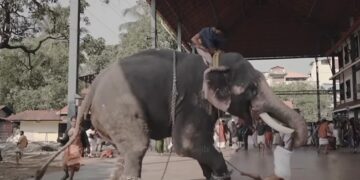 Elephant Attacks Mahout Lifted And Slapped Him During Wedding Photoshoot In Kerala See Viral Video