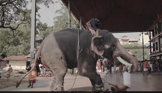 Elephant Attacks Mahout Lifted And Slapped Him During Wedding Photoshoot In Kerala See Viral Video