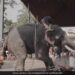 Elephant Attacks Mahout Lifted And Slapped Him During Wedding Photoshoot In Kerala See Viral Video