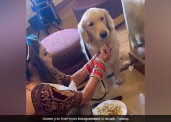 Bride Takes A Break While Getting Ready For Her Wedding To Feed Her Pet Dog Internet Loves It See Viral Video