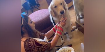 Bride Takes A Break While Getting Ready For Her Wedding To Feed Her Pet Dog Internet Loves It See Viral Video