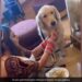 Bride Takes A Break While Getting Ready For Her Wedding To Feed Her Pet Dog Internet Loves It See Viral Video