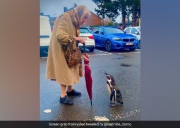 Penguin Following An Elderly Woman In The Parking Lot Then What Happened Next In Viral Video