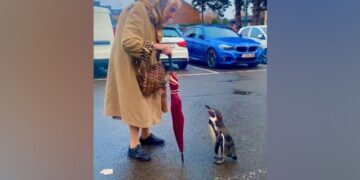 Penguin Following An Elderly Woman In The Parking Lot Then What Happened Next In Viral Video
