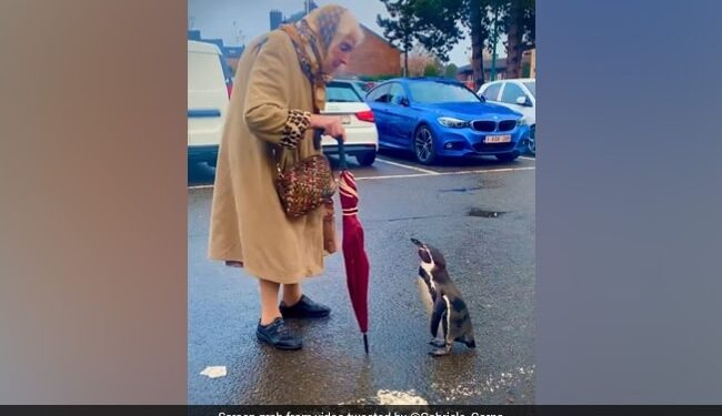 Penguin Following An Elderly Woman In The Parking Lot Then What Happened Next In Viral Video