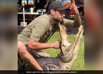 Man Trying To Put His Hand In Crocodile Mouth Then What Happened Next You Will Be Shocked See Watch Shocking Viral Video