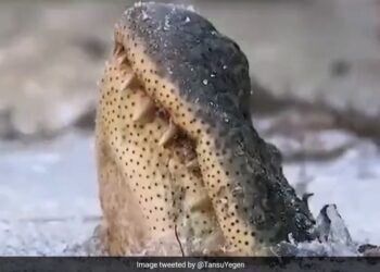 Viral Animal Rescue Video: Alligator Frozen Swamp Man Digs Out And Save Life Us