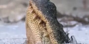 Viral Animal Rescue Video: Alligator Frozen Swamp Man Digs Out And Save Life Us