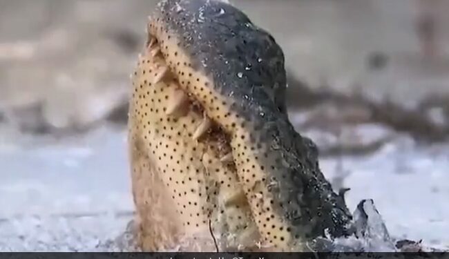 Viral Animal Rescue Video: Alligator Frozen Swamp Man Digs Out And Save Life Us