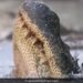 Viral Animal Rescue Video: Alligator Frozen Swamp Man Digs Out And Save Life Us