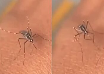 Mosquito Video Viral On Social Media: Old Mosquito Reached To Cunsume Blood But Was Unable To Pierce The Skin