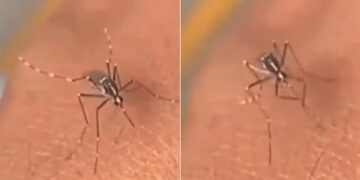 Mosquito Video Viral On Social Media: Old Mosquito Reached To Cunsume Blood But Was Unable To Pierce The Skin