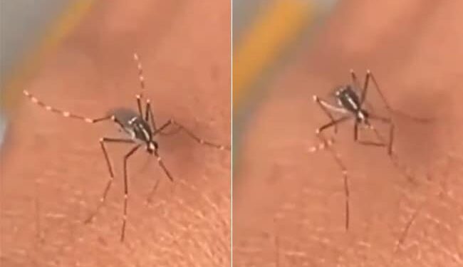 Mosquito Video Viral On Social Media: Old Mosquito Reached To Cunsume Blood But Was Unable To Pierce The Skin