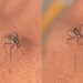 Mosquito Video Viral On Social Media: Old Mosquito Reached To Cunsume Blood But Was Unable To Pierce The Skin