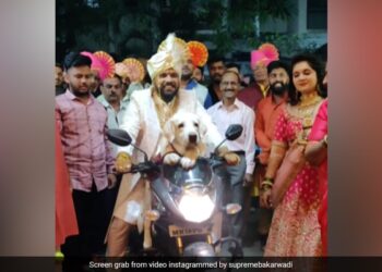 Dog On A Bike Viral Video: Groom Makes Entry With His Pet Dog On A Bike