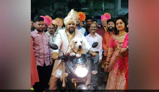 Dog On A Bike Viral Video: Groom Makes Entry With His Pet Dog On A Bike