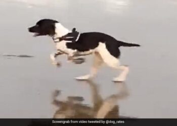 Dog Chases Flying Birds Jumped On The Beach Then What Happened Next Watch Funny Viral Video