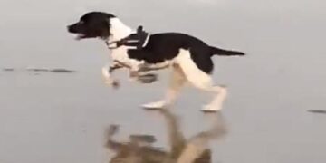 Dog Chases Flying Birds Jumped On The Beach Then What Happened Next Watch Funny Viral Video