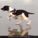 Dog Chases Flying Birds Jumped On The Beach Then What Happened Next Watch Funny Viral Video