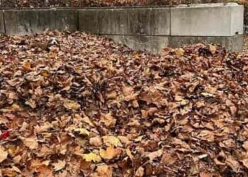 Where Is The Dog Hidden Among The Dry Leaves, Many People Are Not Able To Tell, Find It In 33 Seconds