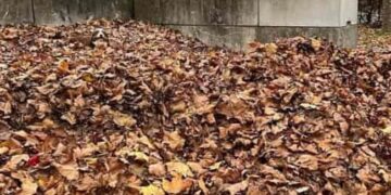 Where Is The Dog Hidden Among The Dry Leaves, Many People Are Not Able To Tell, Find It In 33 Seconds