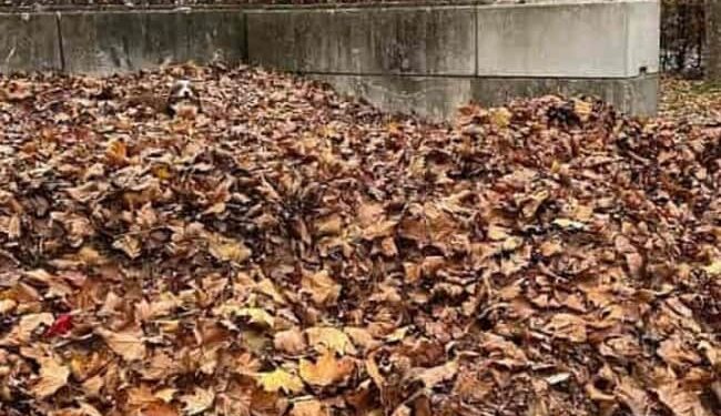 Where Is The Dog Hidden Among The Dry Leaves, Many People Are Not Able To Tell, Find It In 33 Seconds