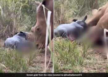 Rhino Giving Birth To A Calf IFS Officer Shares Video Says Rare To Get Sight Such Precious Moments Watch Adorable Video – बच्चे को जन्म दे रहा था गैंडा, IFS ने शेयर किया Video, कहा