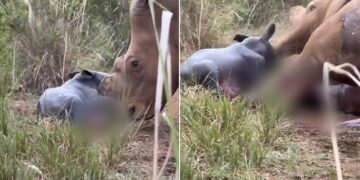 Rhino Giving Birth To A Calf IFS Officer Shares Video Says Rare To Get Sight Such Precious Moments Watch Adorable Video – बच्चे को जन्म दे रहा था गैंडा, IFS ने शेयर किया Video, कहा