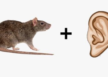 इन दोनों की तस्वीरों को मिलाकर बनता है एक लड़की का नाम, बताकर बन जाए सबसे बुद्धिमान