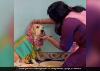 Pet Dog Baby Shower Ceremony: Woman Performing Traditional Baby Shower Rituals With Pet Dog