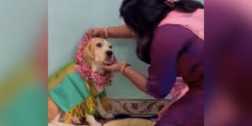 Pet Dog Baby Shower Ceremony: Woman Performing Traditional Baby Shower Rituals With Pet Dog