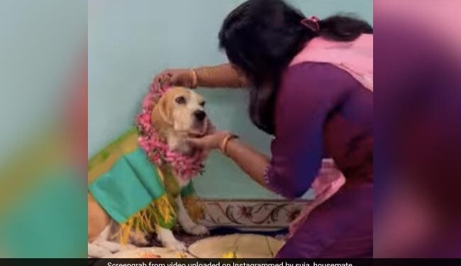 Pet Dog Baby Shower Ceremony: Woman Performing Traditional Baby Shower Rituals With Pet Dog