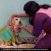 Pet Dog Baby Shower Ceremony: Woman Performing Traditional Baby Shower Rituals With Pet Dog