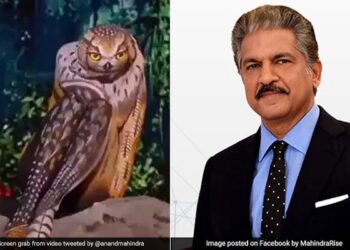 Is That An Animal Or A Person Anand Mahindra Post Will Leave You Amazed Watch Shocking Video