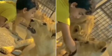 Little Boy Plays With Lions: Shocking Video Of Kid Playing With Lion Goes Viral On Social Media