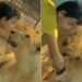 Little Boy Plays With Lions: Shocking Video Of Kid Playing With Lion Goes Viral On Social Media