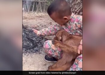 Goat Kid Was Feeling Cold Then Little Boy Took Near The Fire Did Heart Warming Act Internet Loves It