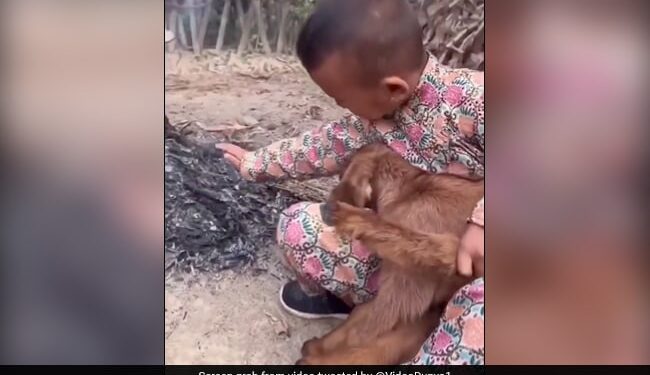 Goat Kid Was Feeling Cold Then Little Boy Took Near The Fire Did Heart Warming Act Internet Loves It