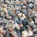 Optical Illusion Find A Frog: A Frog Is Hidden Among The Stones | Can You Spot The Hidden Frog