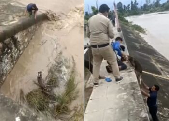 Dog Rescue Viral Video: Man Is Risking His Own Life To Save Dog